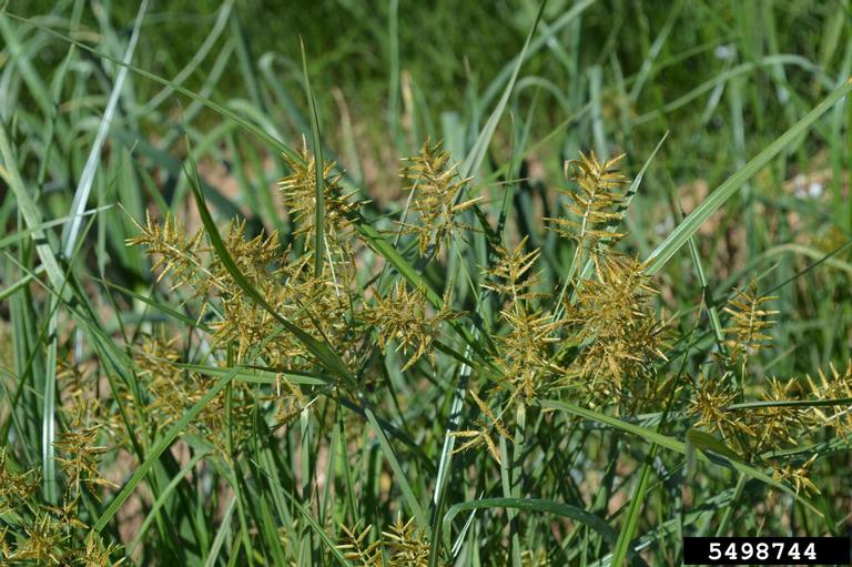 Yellow nutsedge spikelets